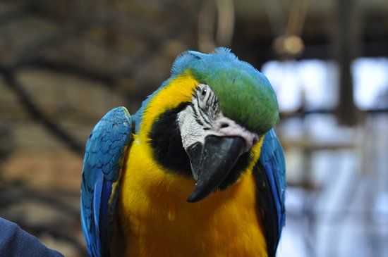 Papugarnia Ptasi Móżdżek